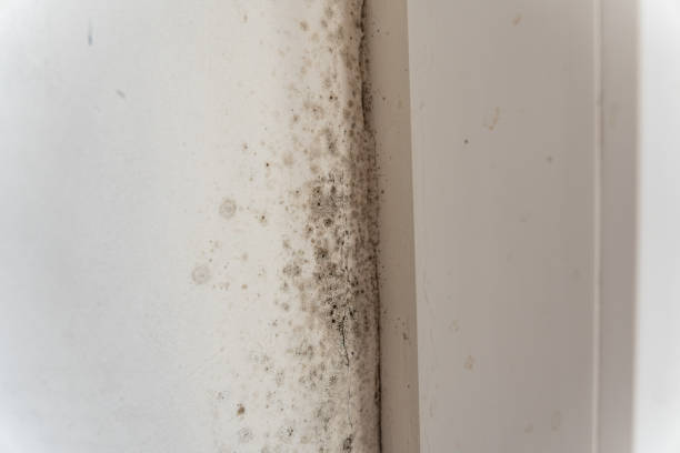 Best Mold Prevention Services  in Bosque Farms, NM